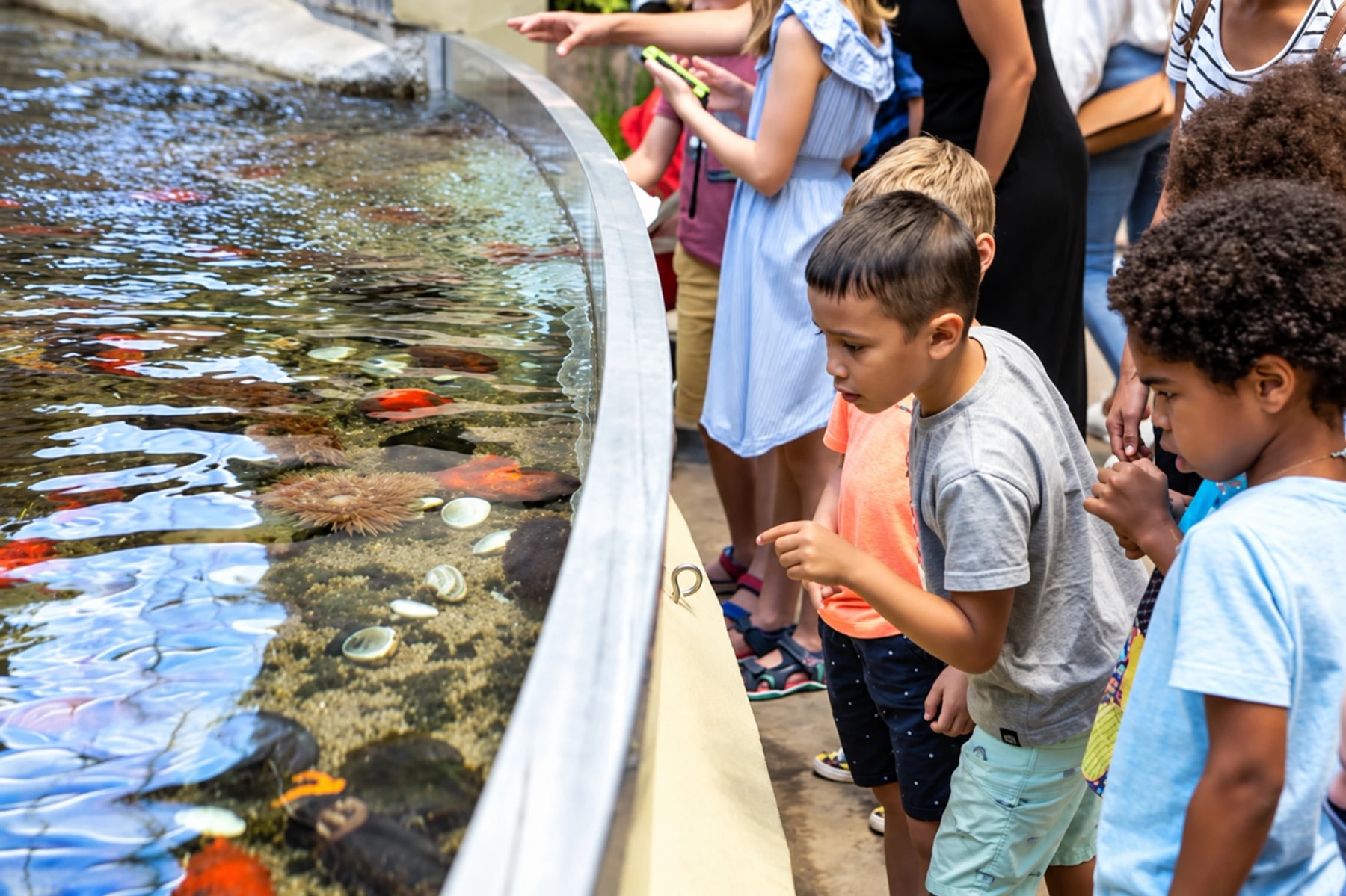 Des enfants observent des animaux marins dans un bassin tactile peu profond.