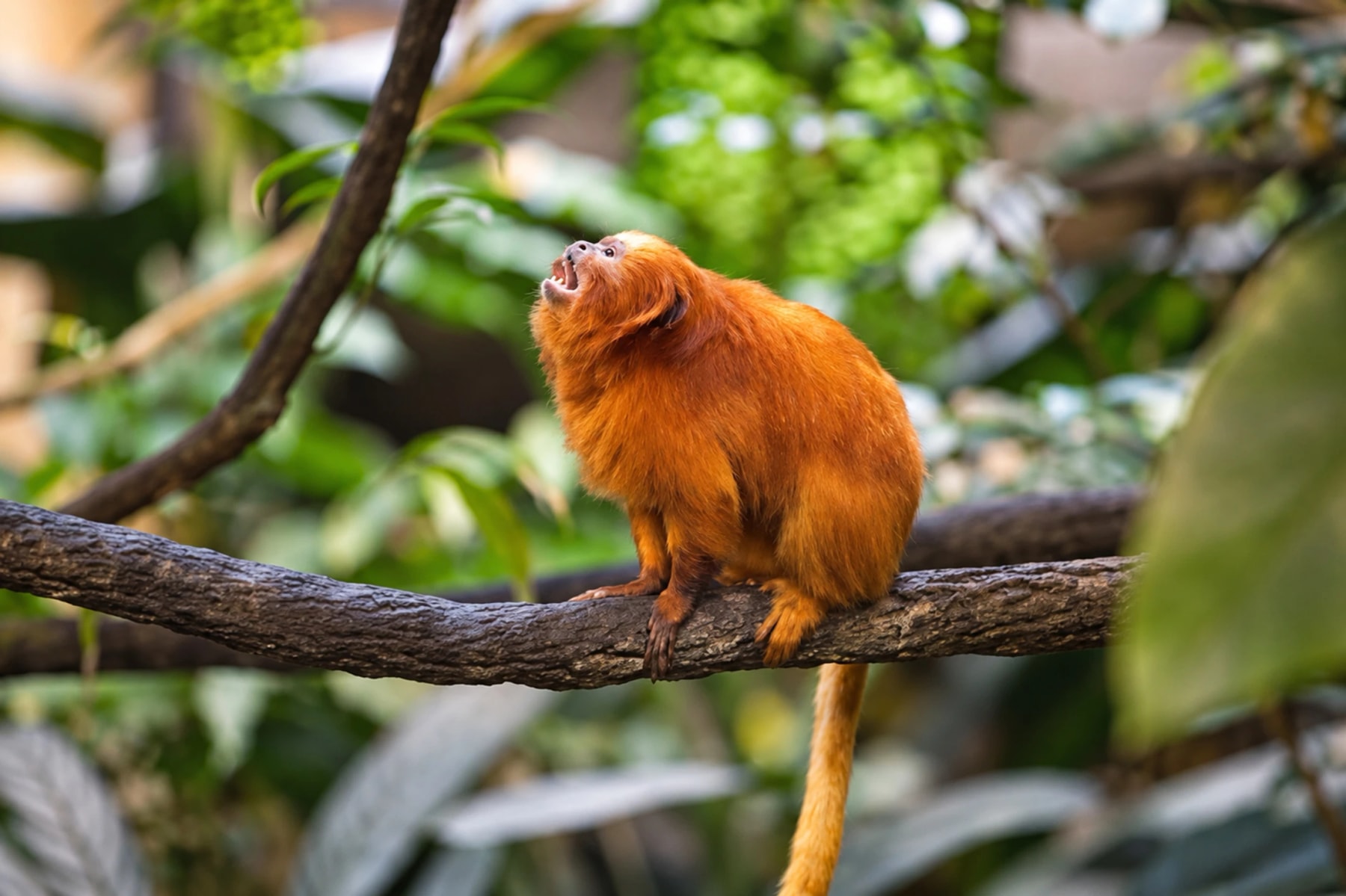 A small golden-orange monkey sits on a branch among green leaves.