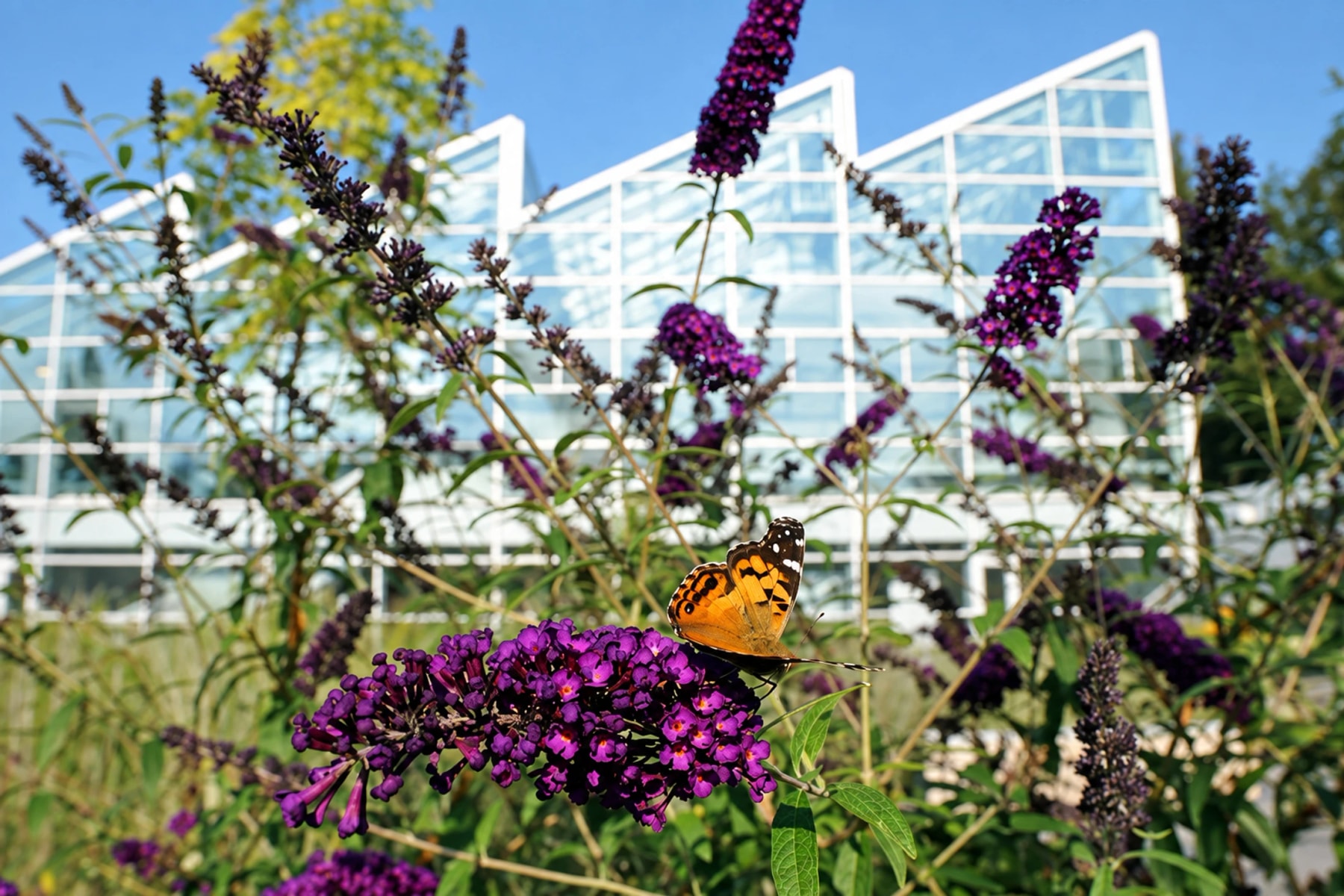 An orange and black butterfly rests on purple flowers beside a greenhouse.