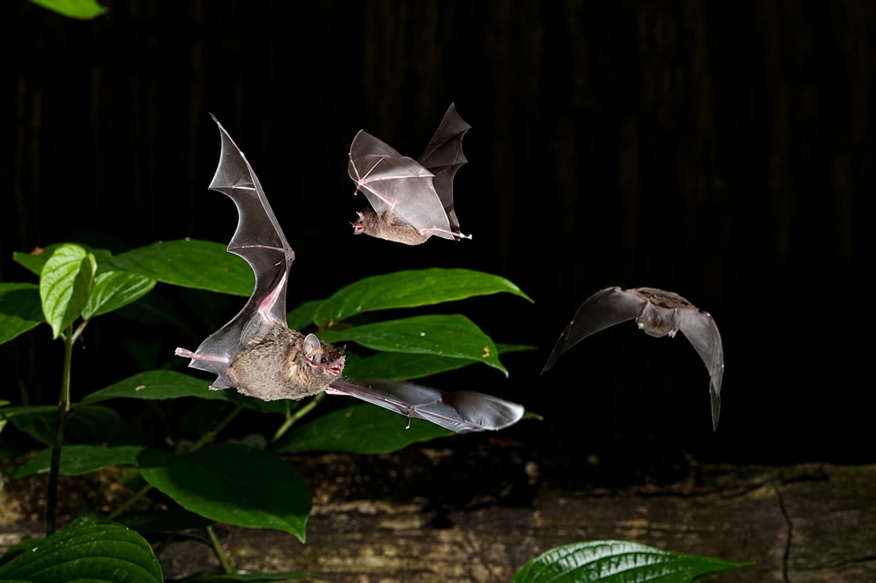 Several bats fly above green leaves against a dark background.