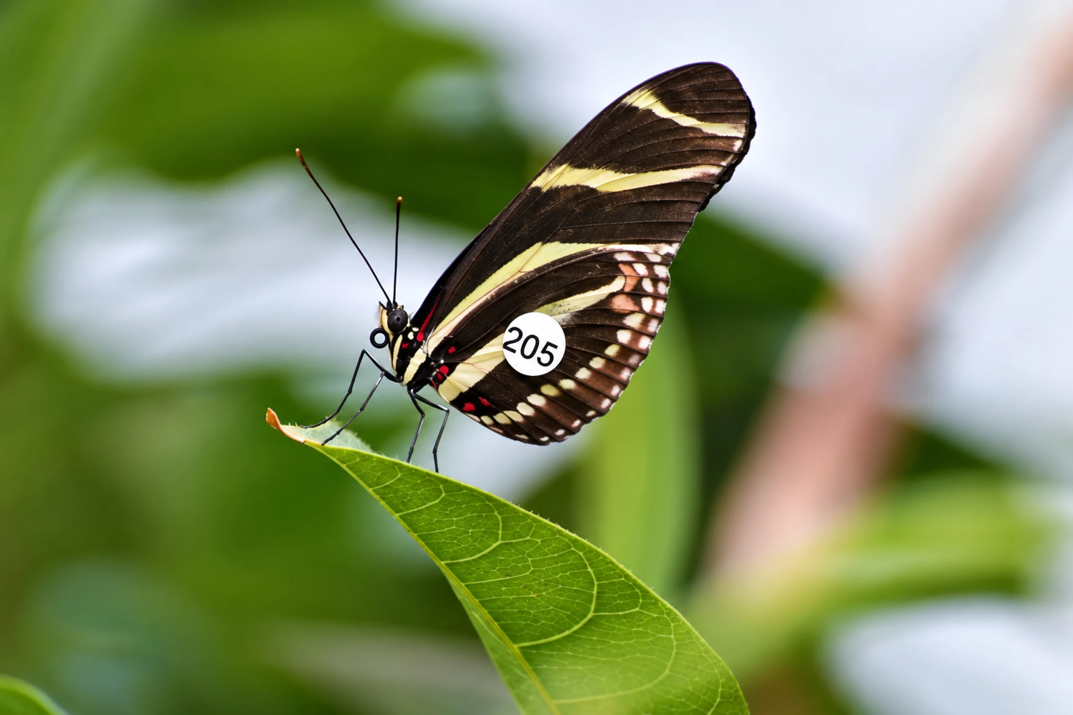Un papillon noir et jaune portant une étiquette numérotée sur l’aile se pose sur une feuille.
