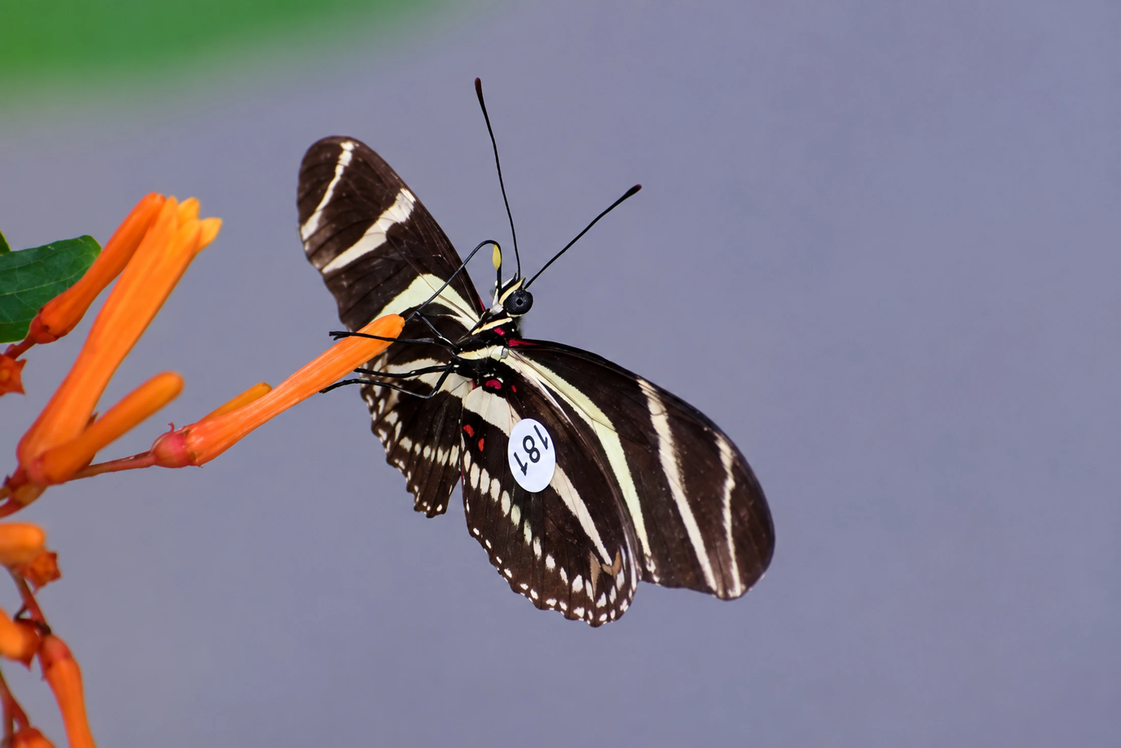 Un papillon noir et jaune marqué d’une étiquette déploie ses ailes sur une fleur orange.