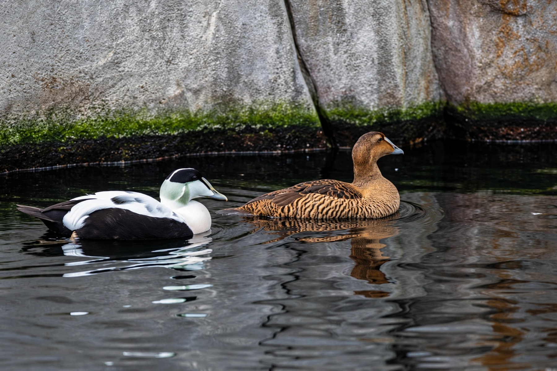 A black and white duck swims beside a brown duck near a rock wall.
