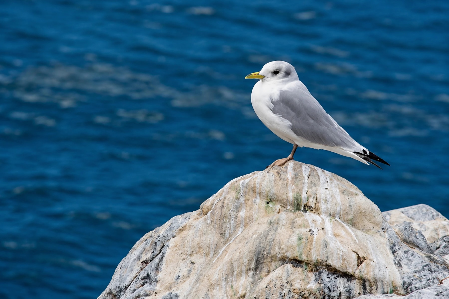 A white and grey seabird stands on a rock above blue water.