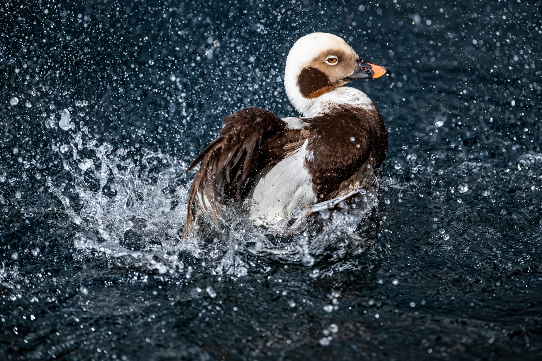 A brown and white duck splashes water around its body.