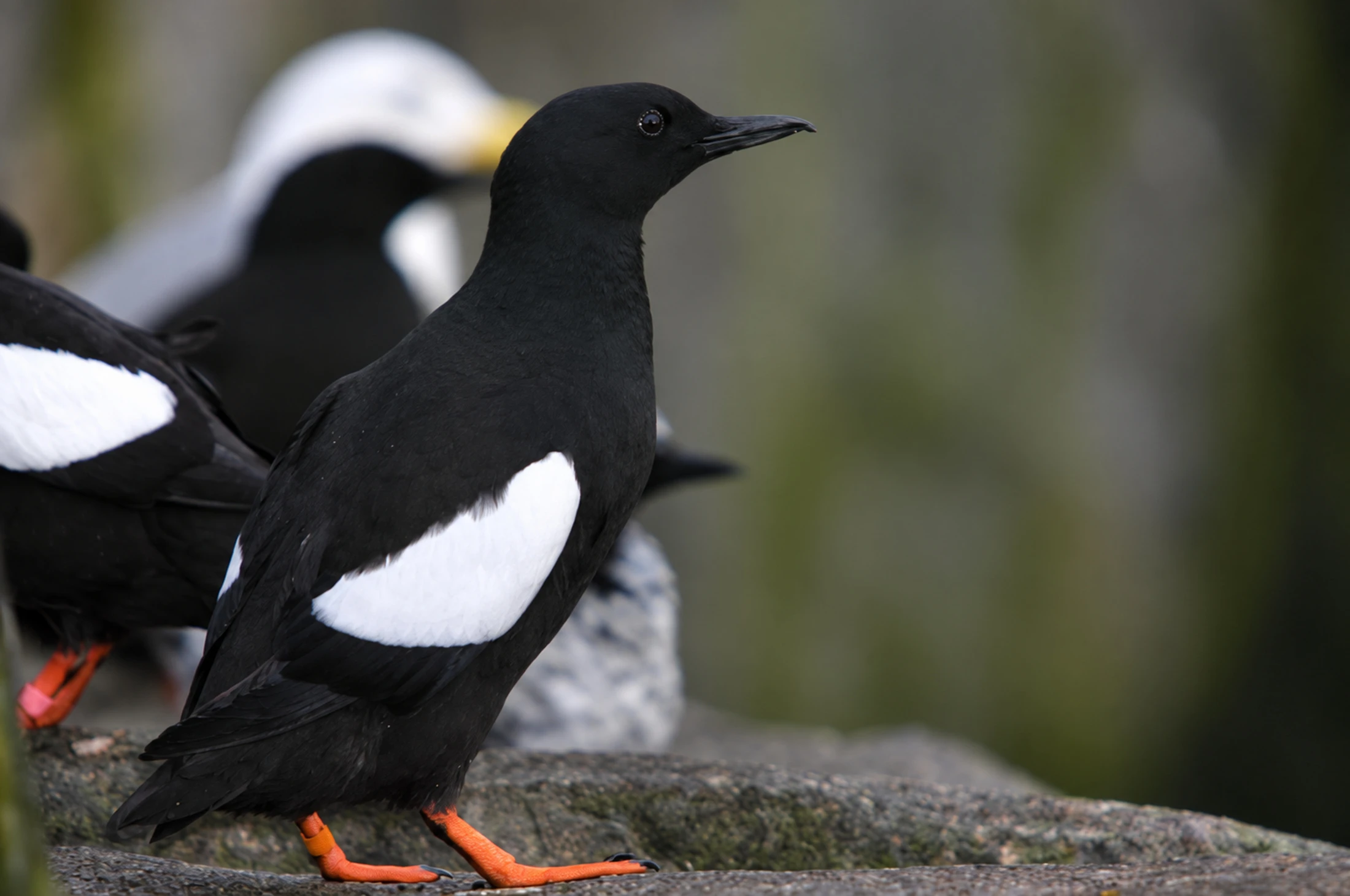 A black seabird with white wing patches and orange feet stands on a rock.