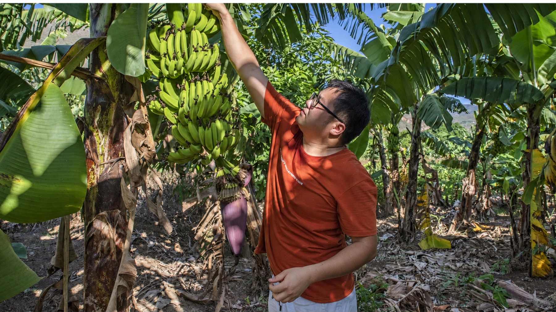 Une personne tend la main vers un grand régime de bananes vertes sur un arbre.