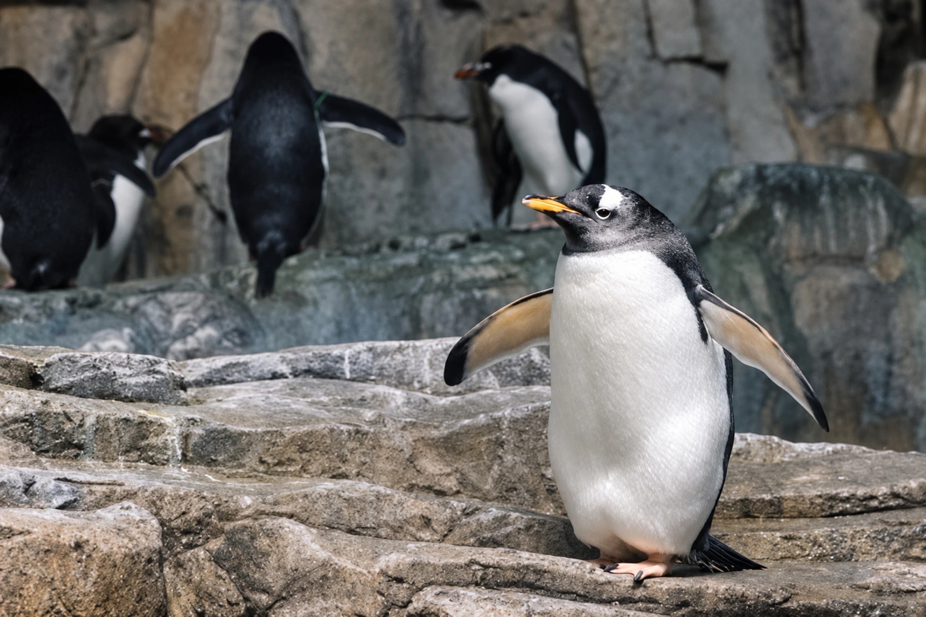 A penguin stands on rocks with its flippers spread.
