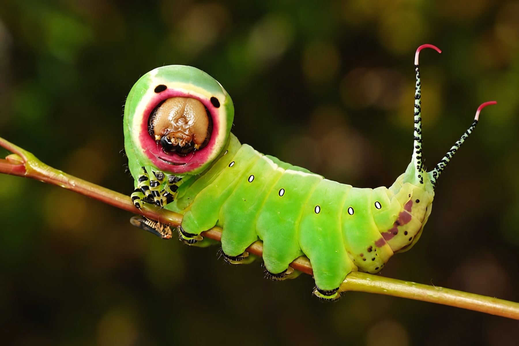 A bright green caterpillar raises its forked tail on a twig.