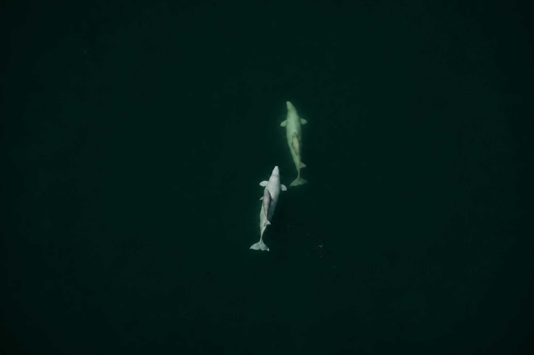 Two belugas swim beneath the surface of dark green water.