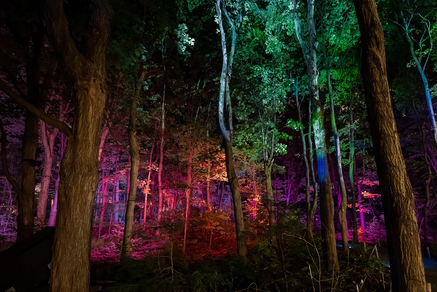 De grands arbres forestiers éclairés en vert, rose et violet la nuit.