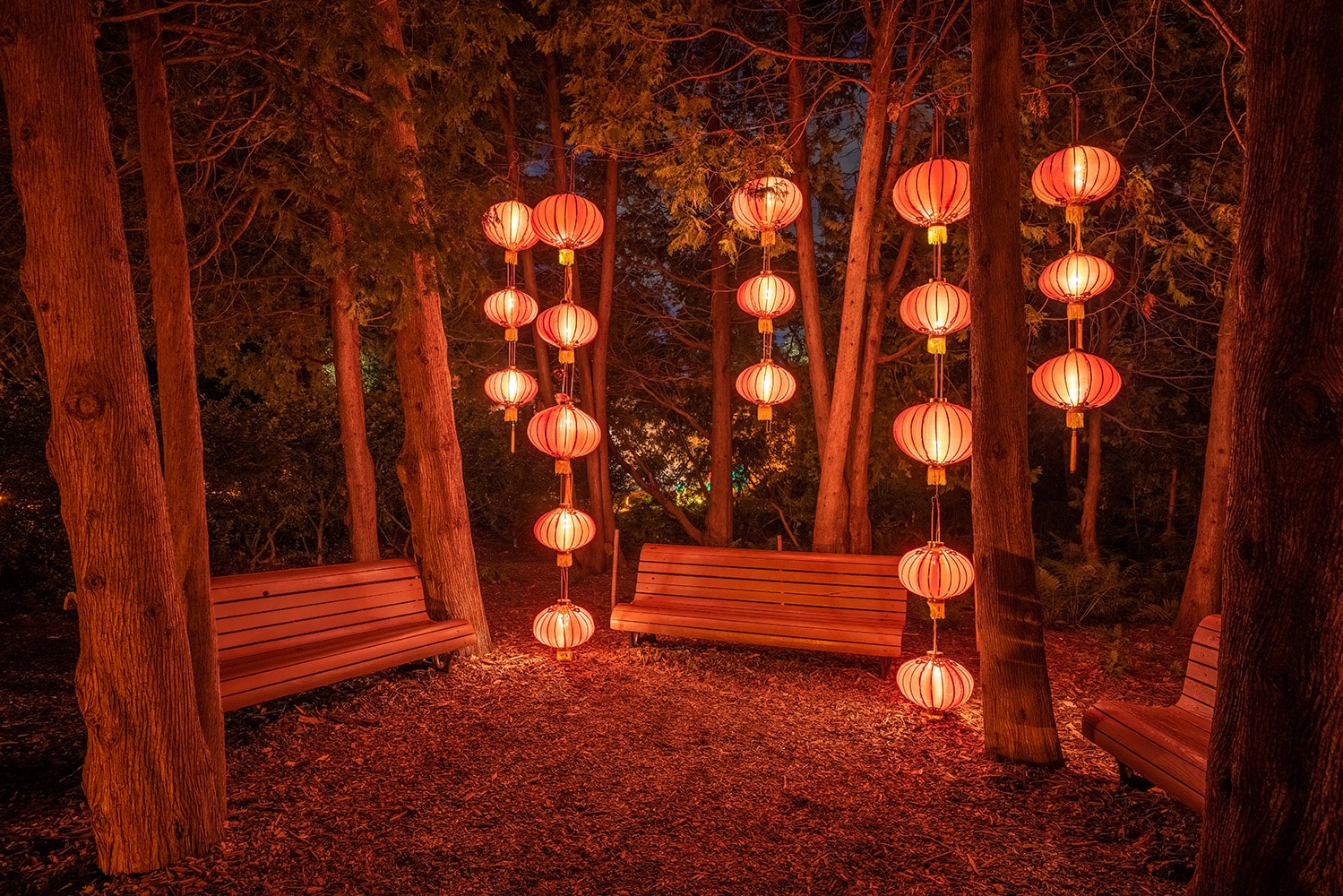 Des lanternes orange sont suspendues entre les arbres au-dessus de bancs en bois la nuit.