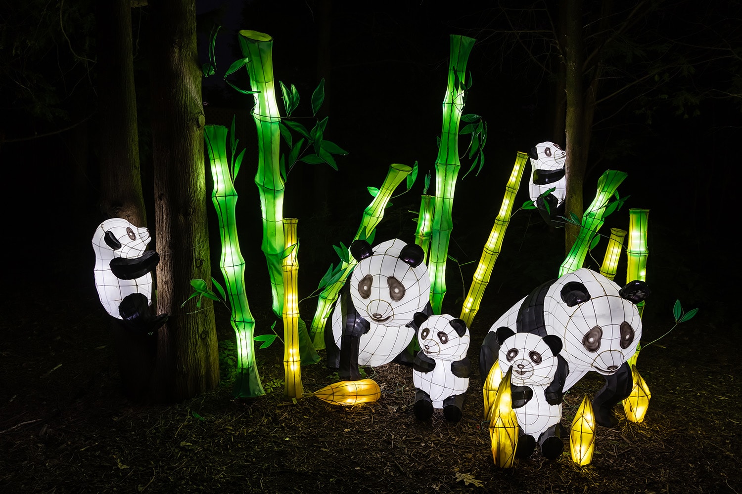 Des lanternes en forme de pandas parmi des tiges de bambou vertes illuminées la nuit.