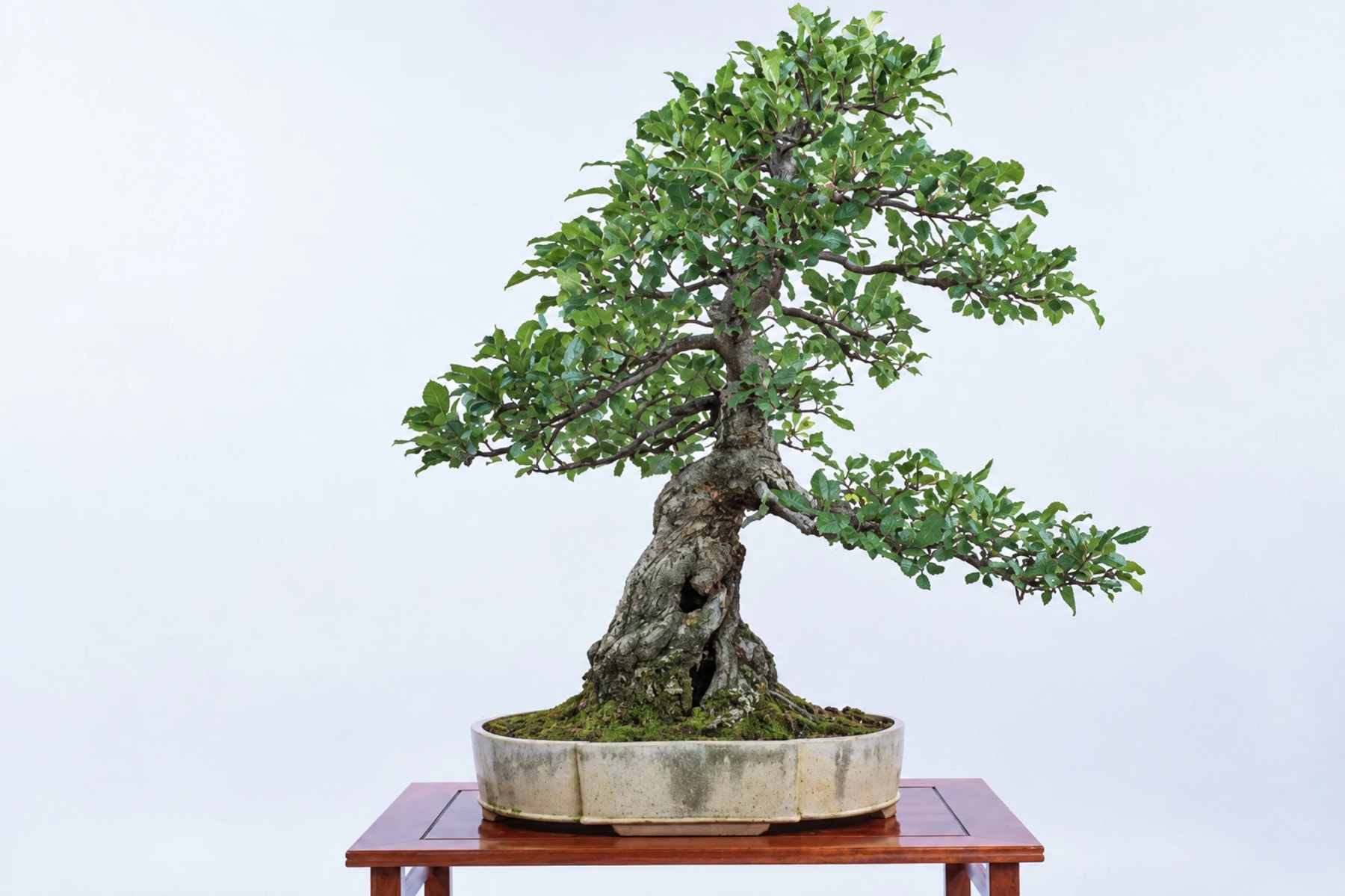 A bonsai with a thick, textured trunk in a shallow pot.
