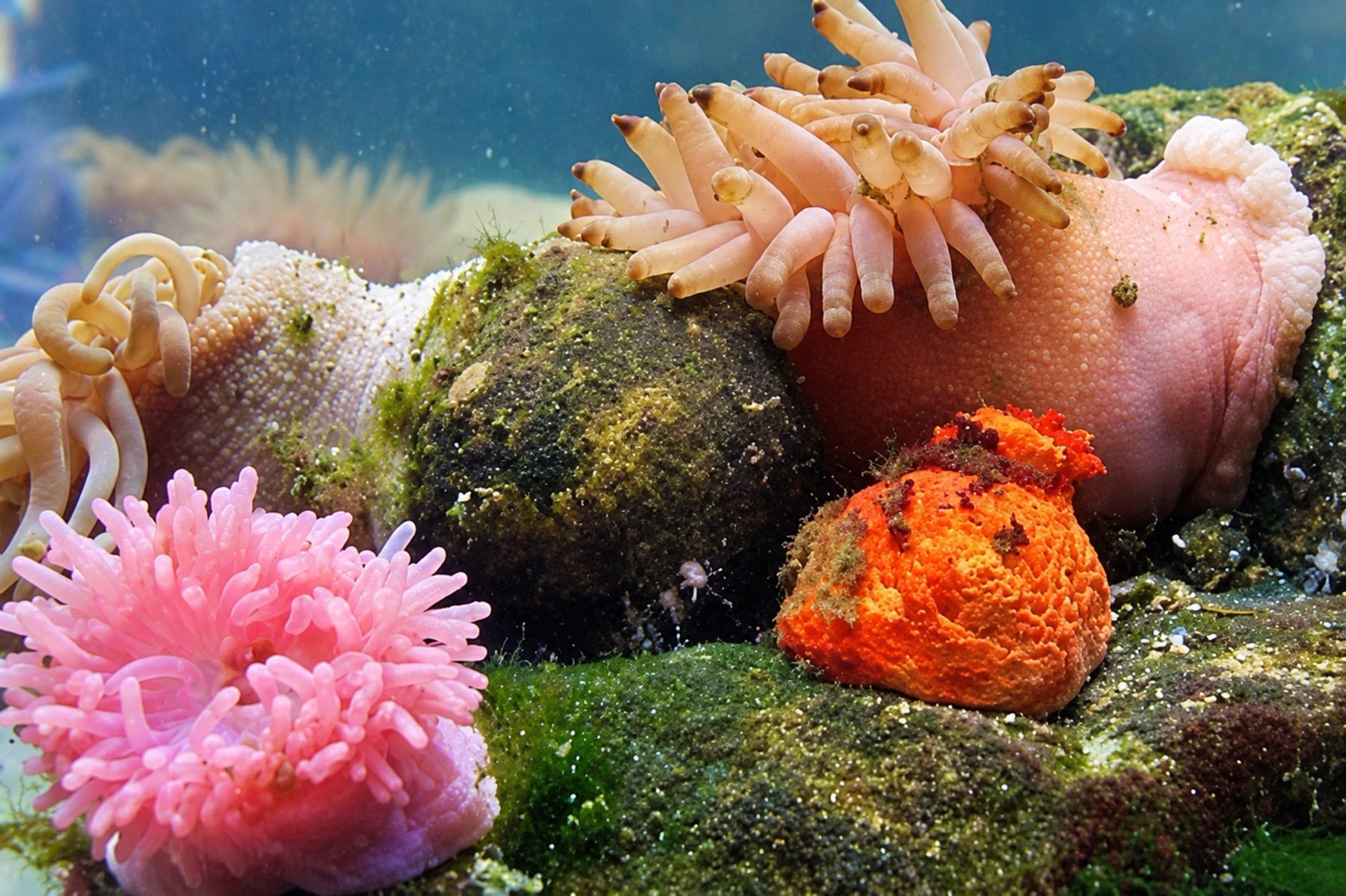 Pink and orange sea anemones attached to rocks underwater.