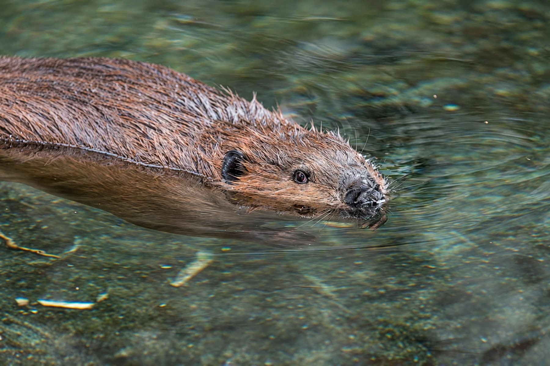 Un castor nage, la tête au-dessus de l’eau.