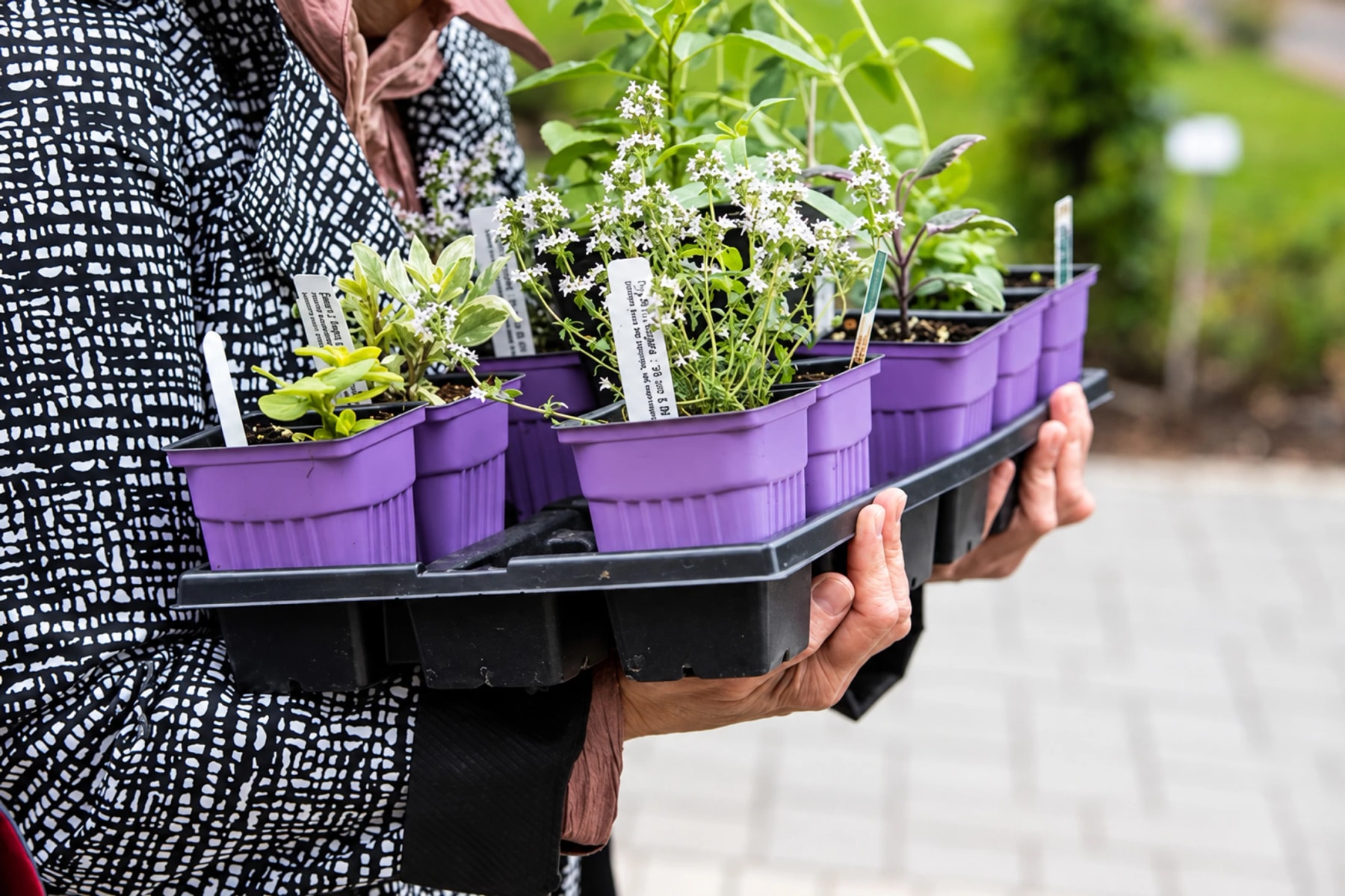 Une personne porte un plateau de petites plantes dans des pots violets.