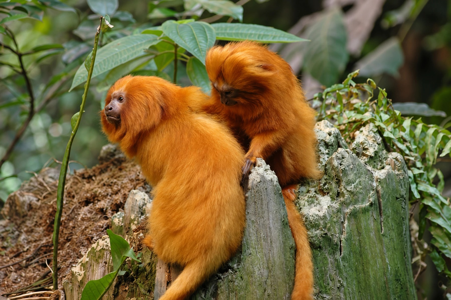 Two golden-orange monkeys sit together on a tree stump.