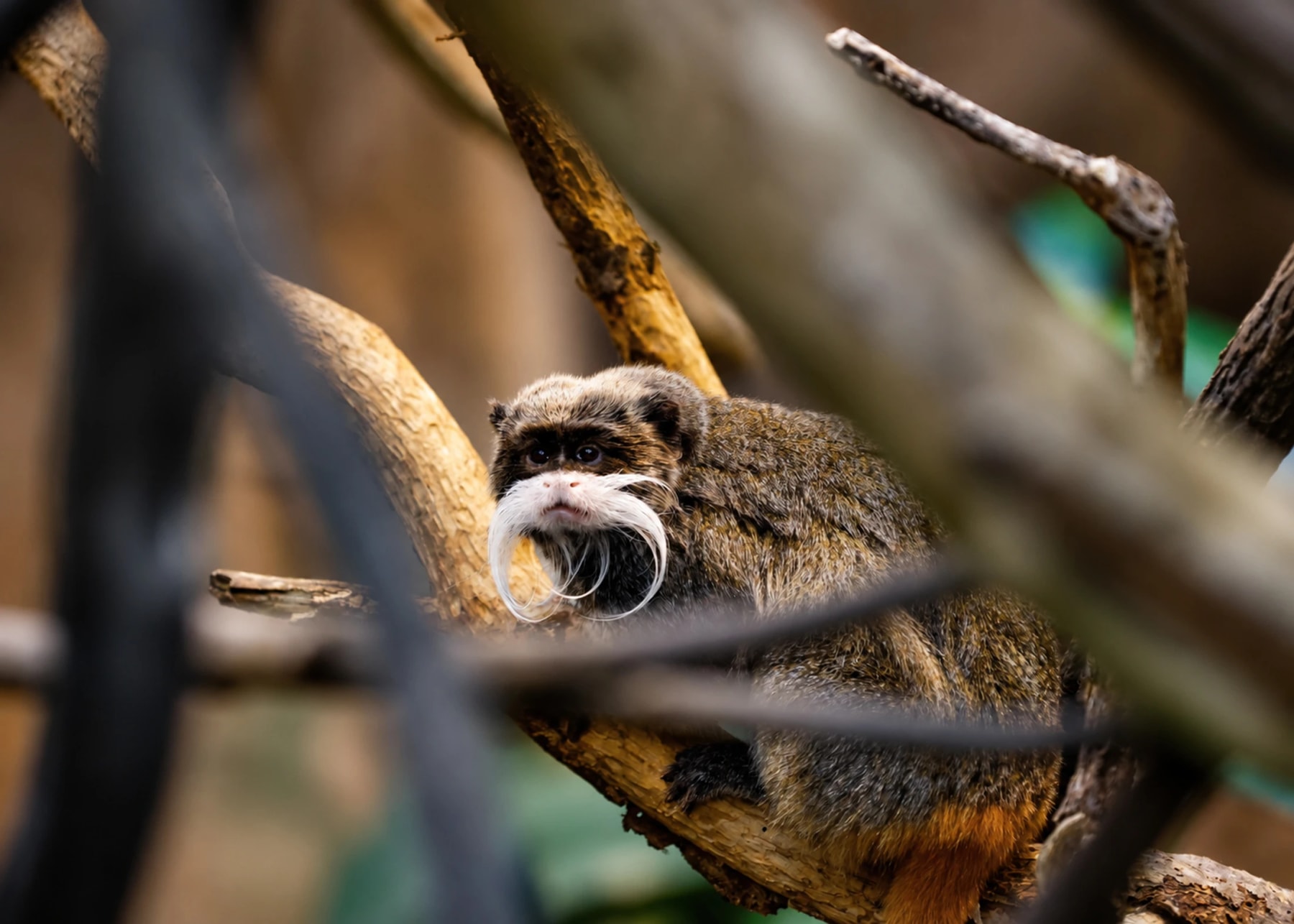 A small monkey with a long white moustache rests among branches.