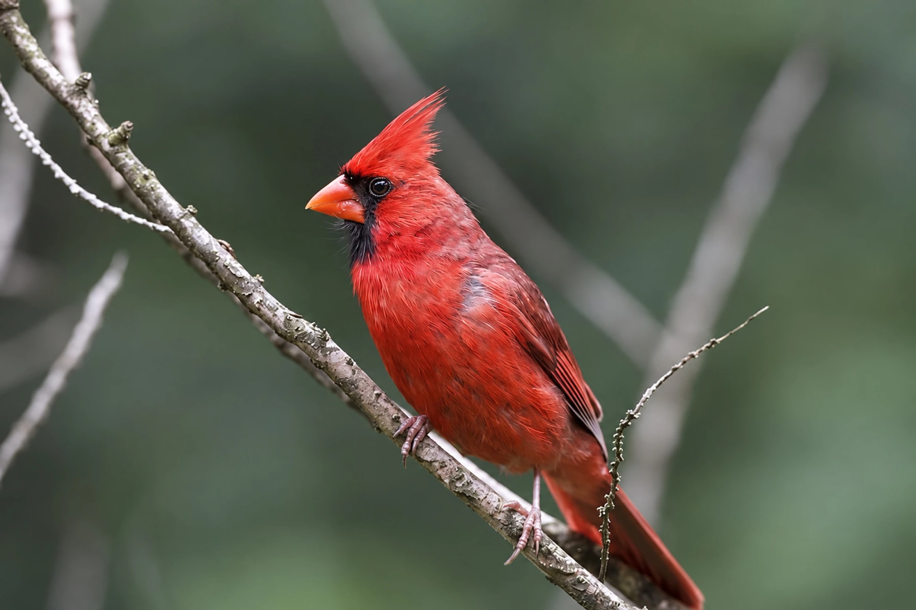 A bright red cardinal perched on a bare branch.