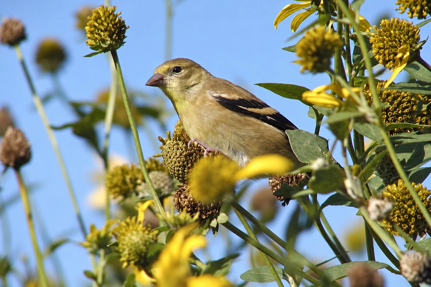 A small yellow bird perched on a seed head among yellow flowers.