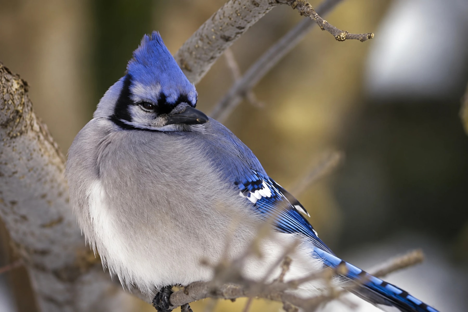 A blue jay with a raised crest perched on a branch.