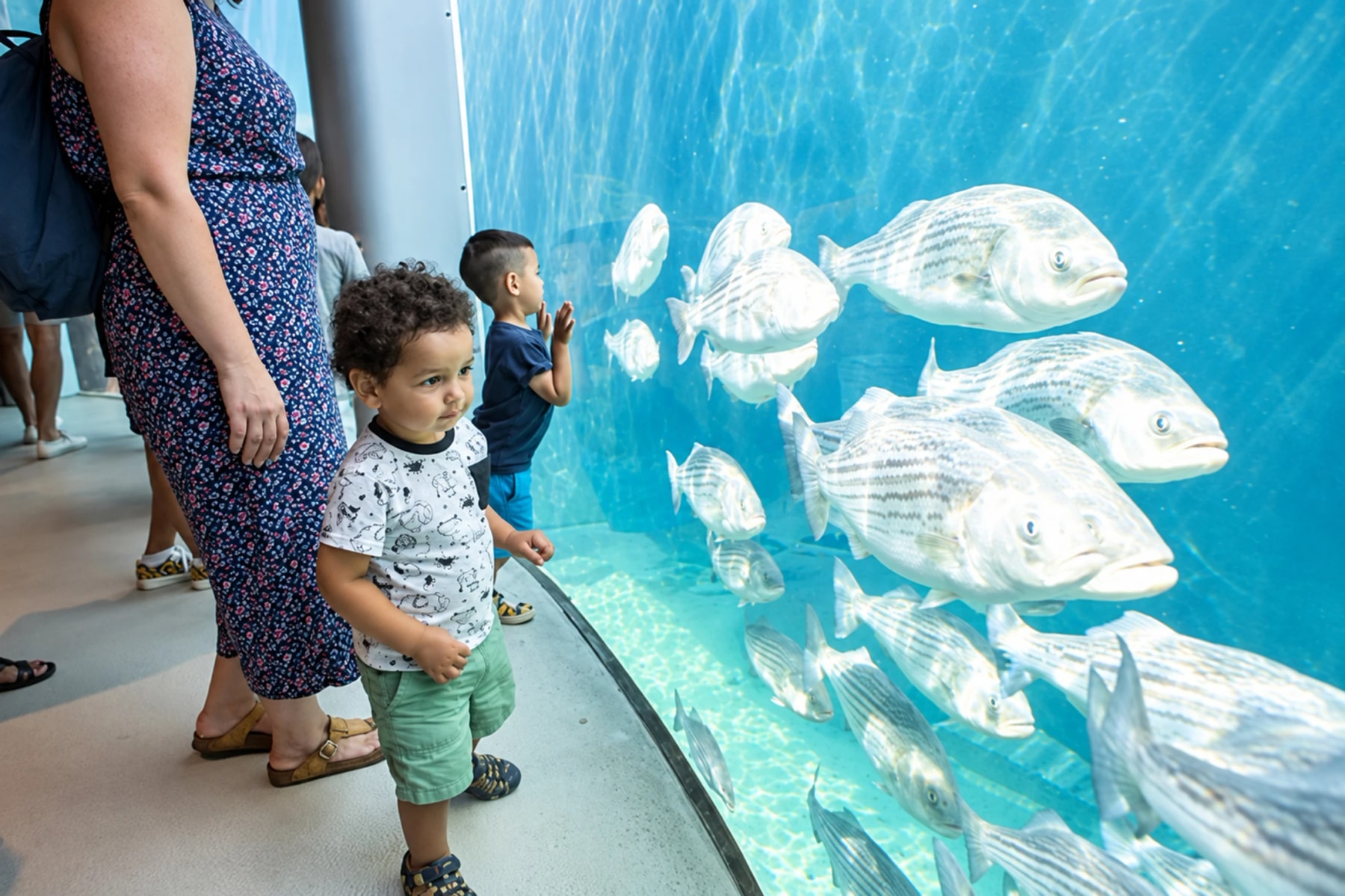 Des enfants observent un banc de poissons à travers une grande vitre d’aquarium.