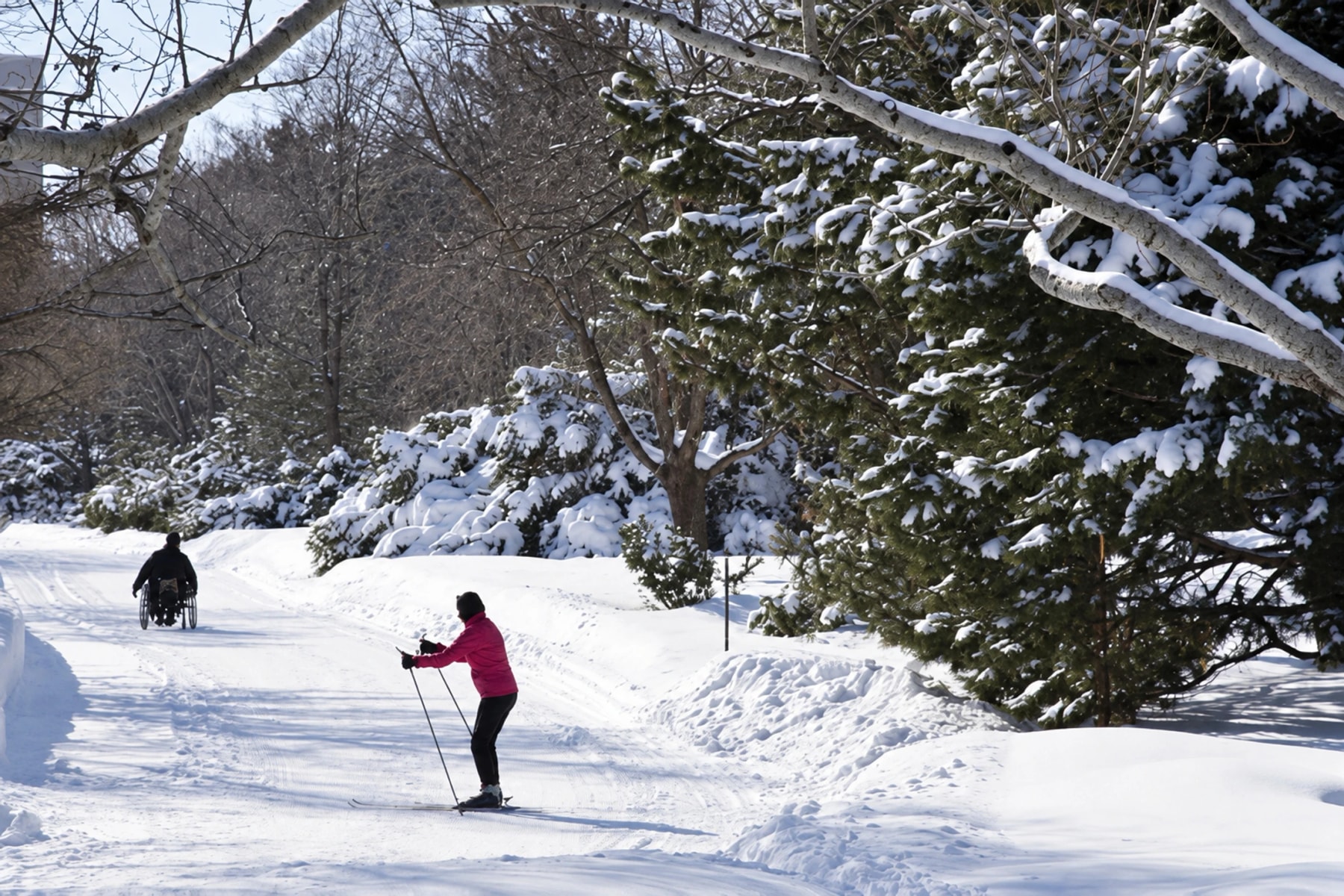 A cross-country skier and a wheelchair user on a snowy trail beneath snow-covered trees.