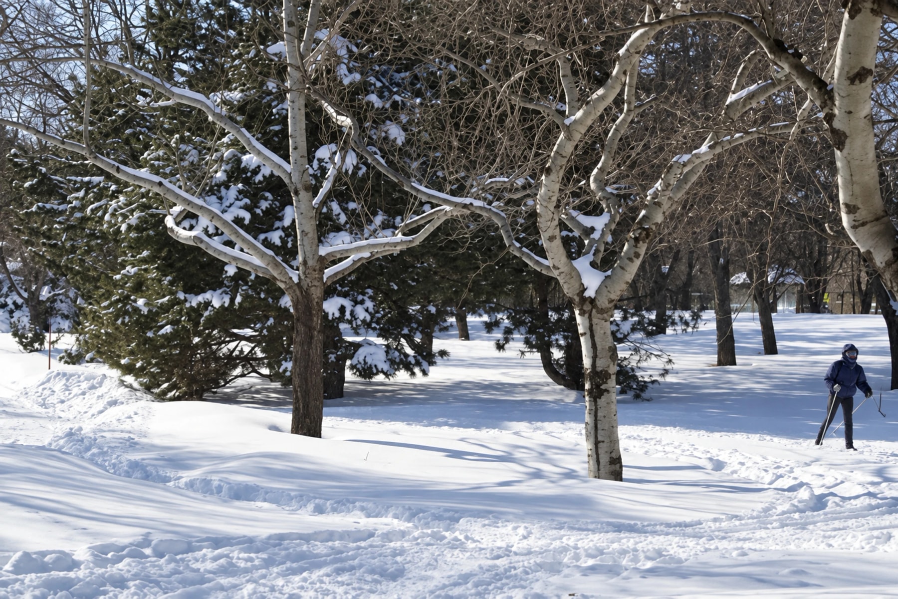 A cross-country skier moves between snow-covered trees.