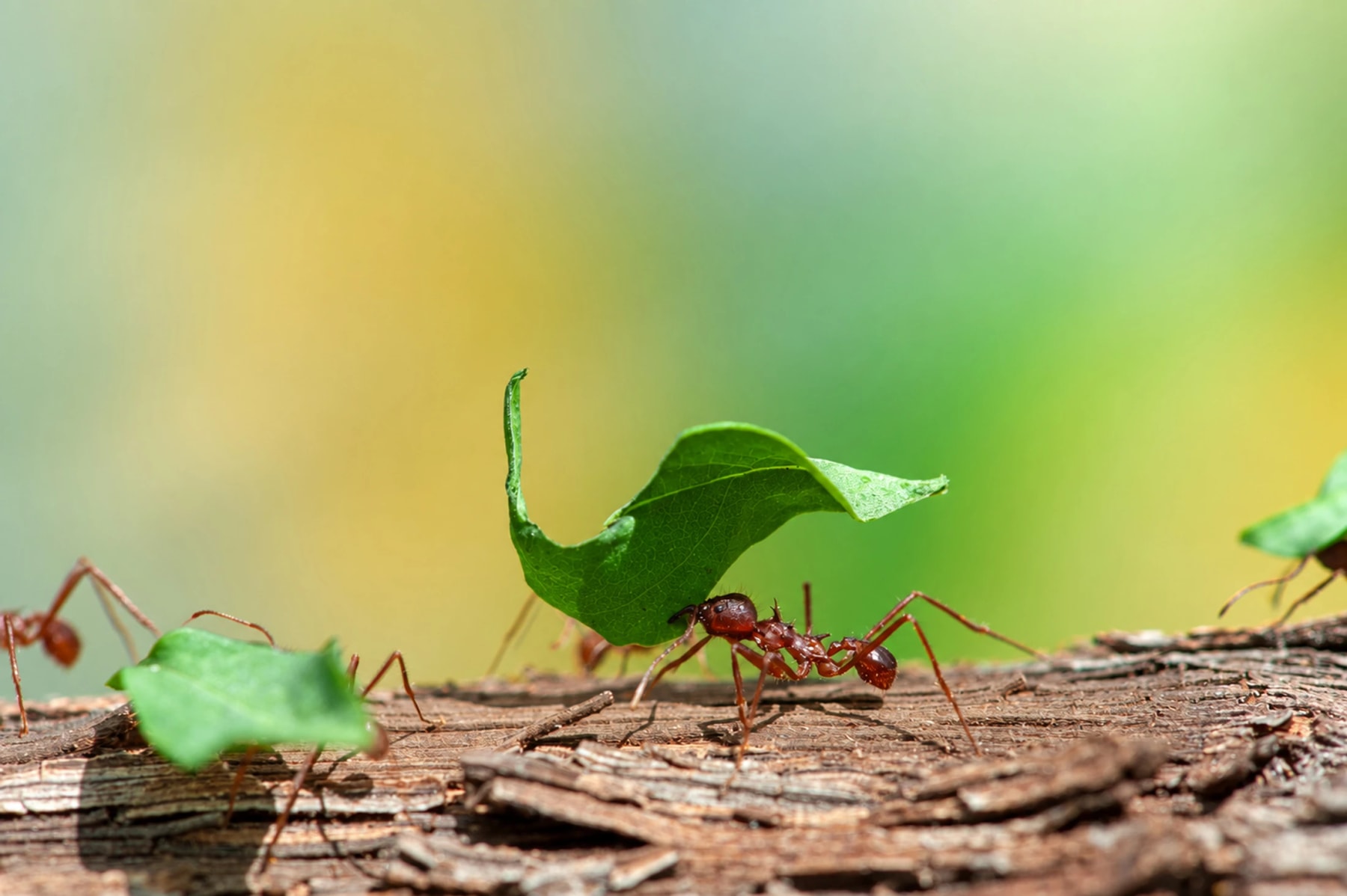 Leafcutter ants carry green leaf fragments along a branch.