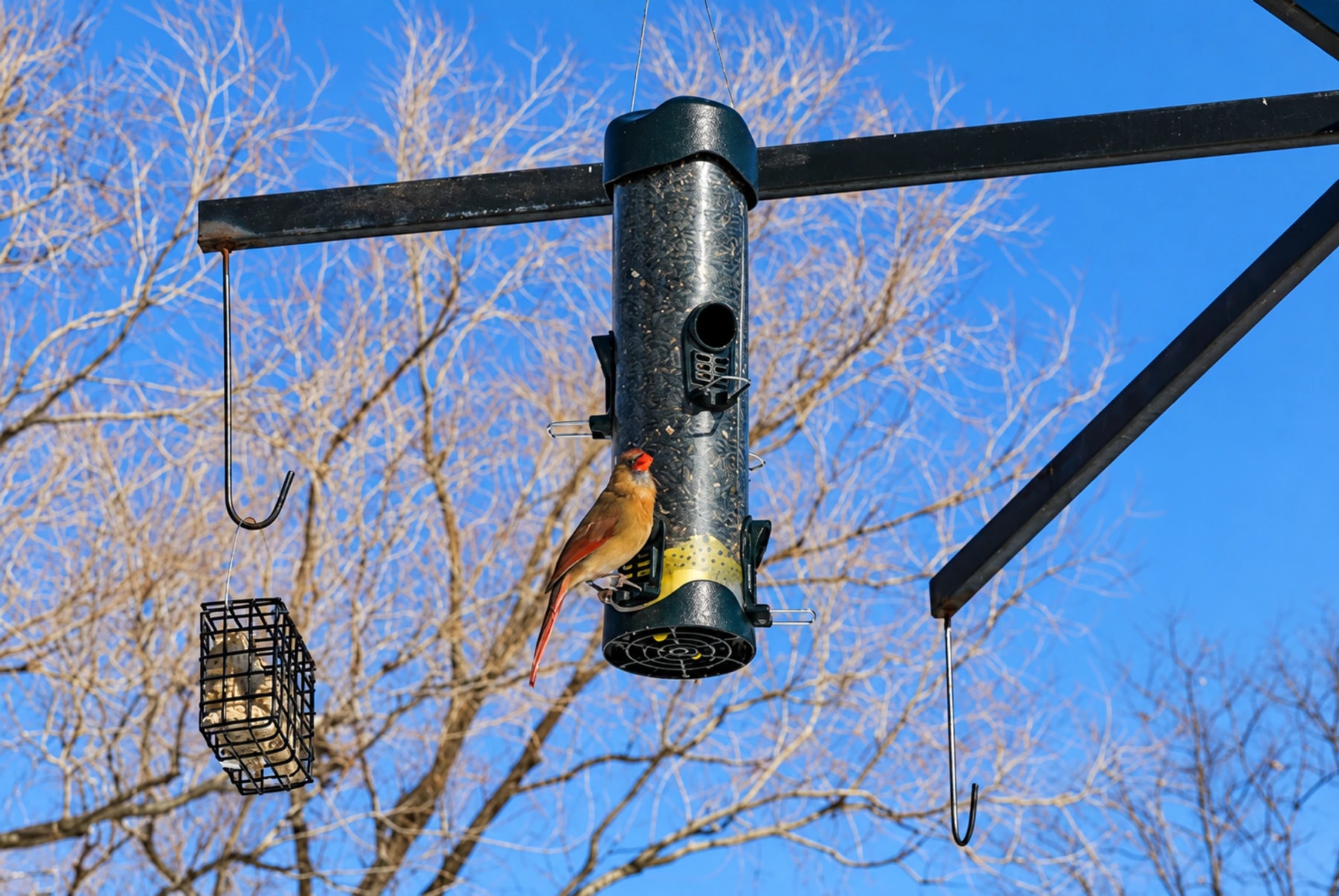 Un oiseau mange dans une mangeoire suspendue sous un ciel d’hiver dégagé.