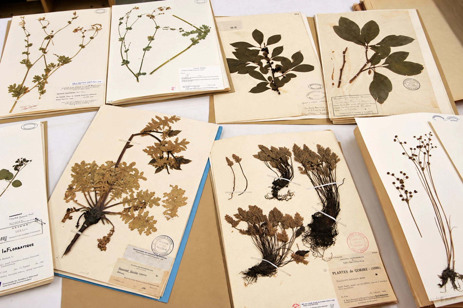 Des spécimens de plantes pressées montés sur des feuilles d’herbier étiquetées.